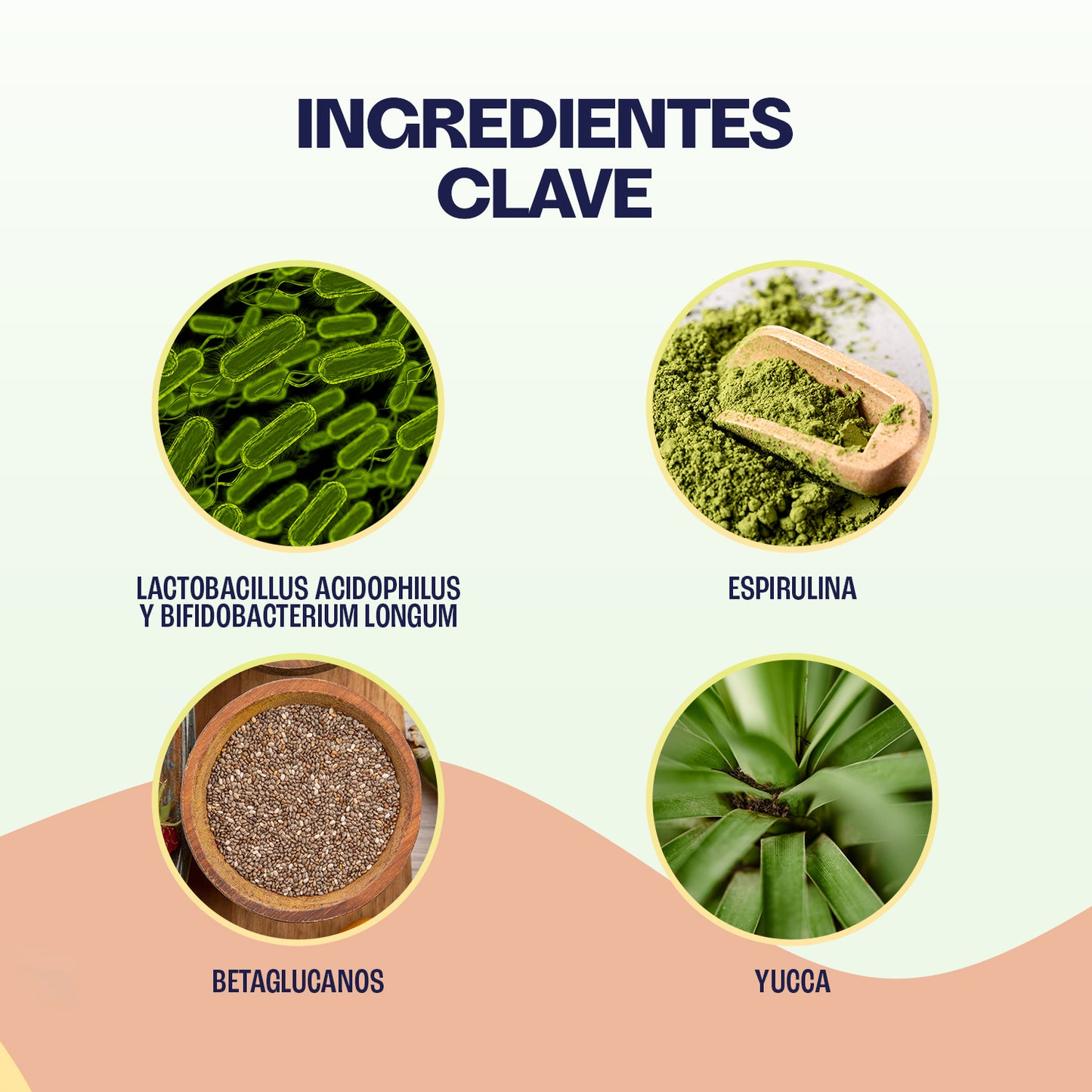 Kit - Salud Felina — Cuidado Integral para Gatos