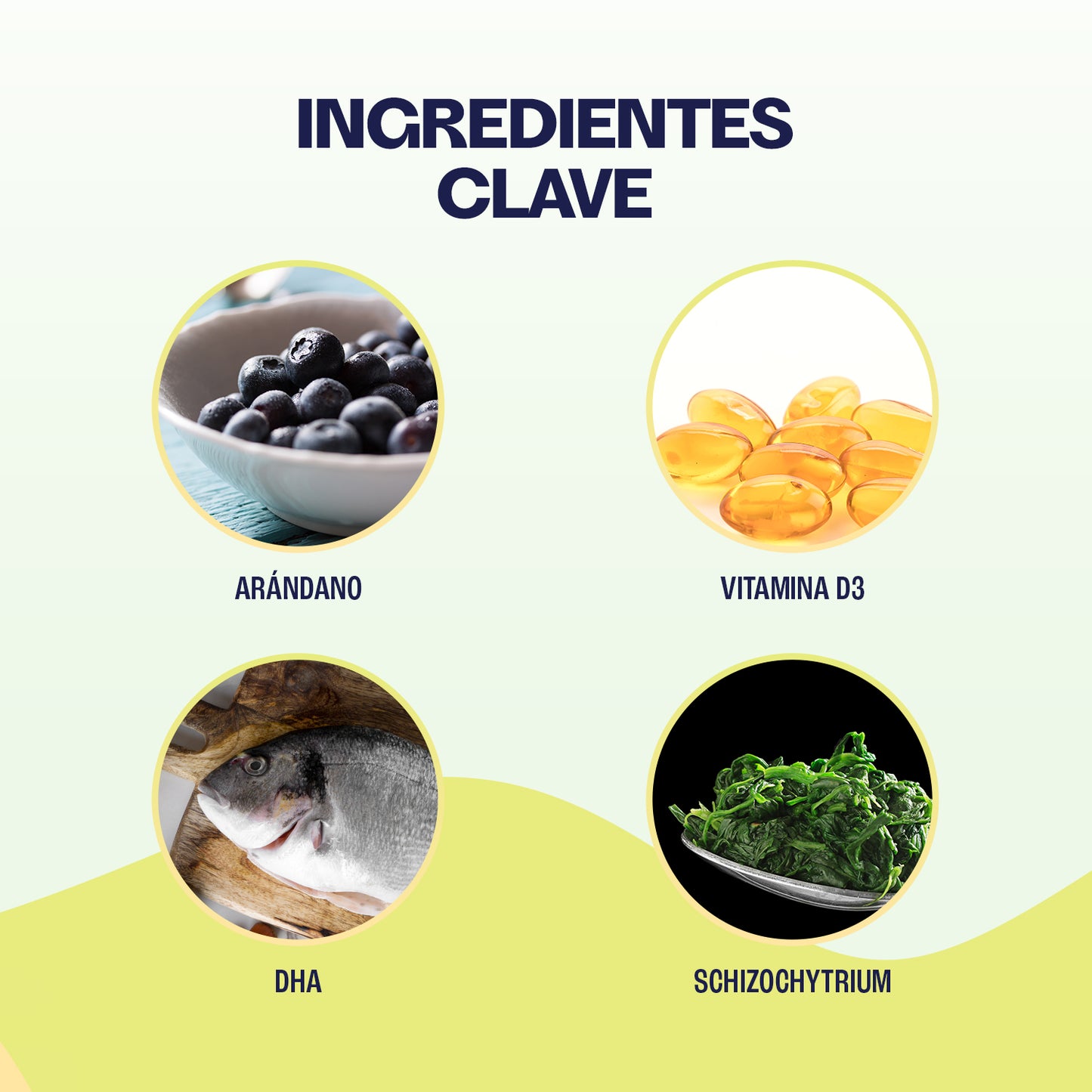 Kit - Salud Felina — Cuidado Integral para Gatos